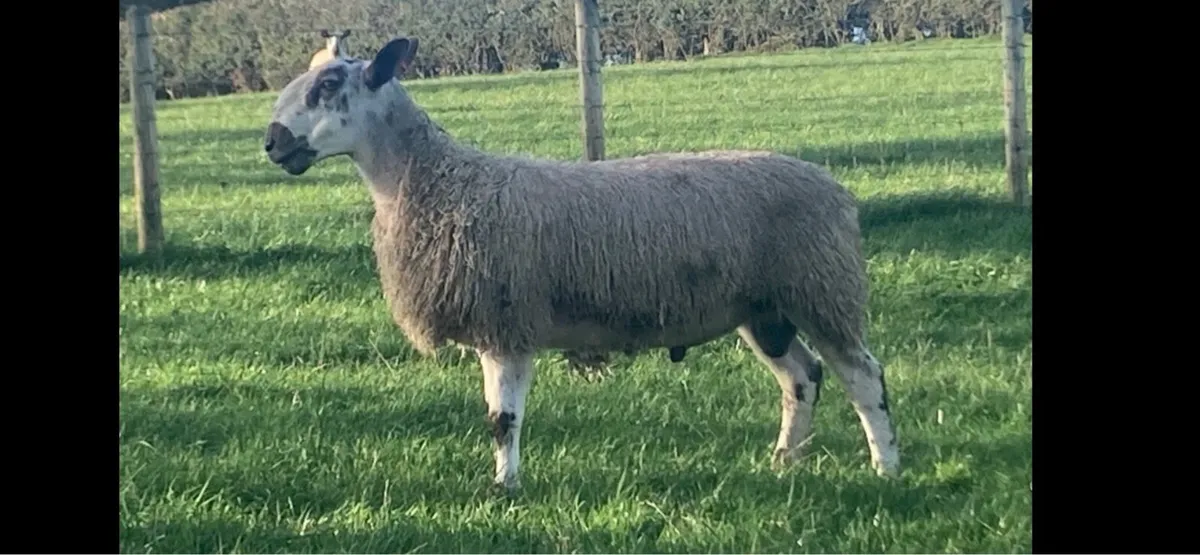 Bluefaced Leicester shearling ram