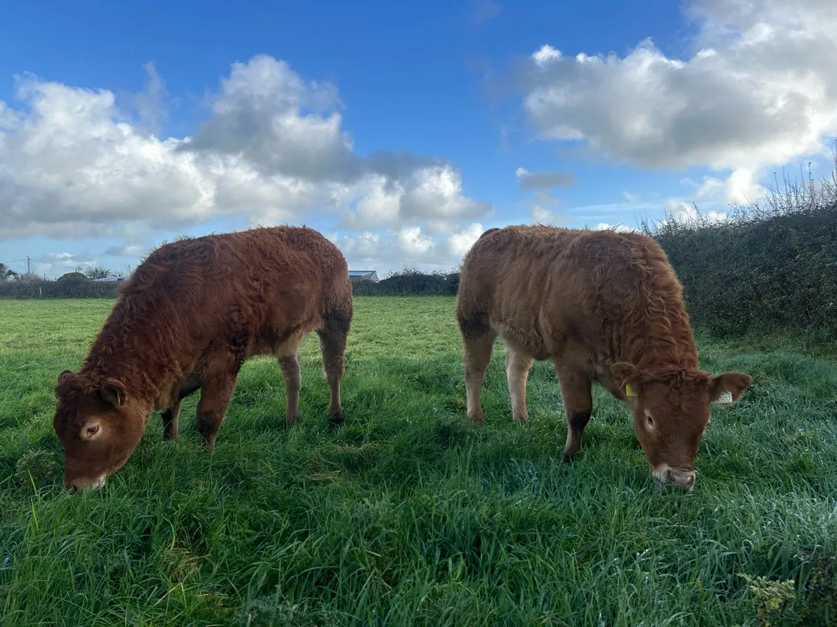 Lot 570-573 Limousin heifers for Gort Mart - Image 1