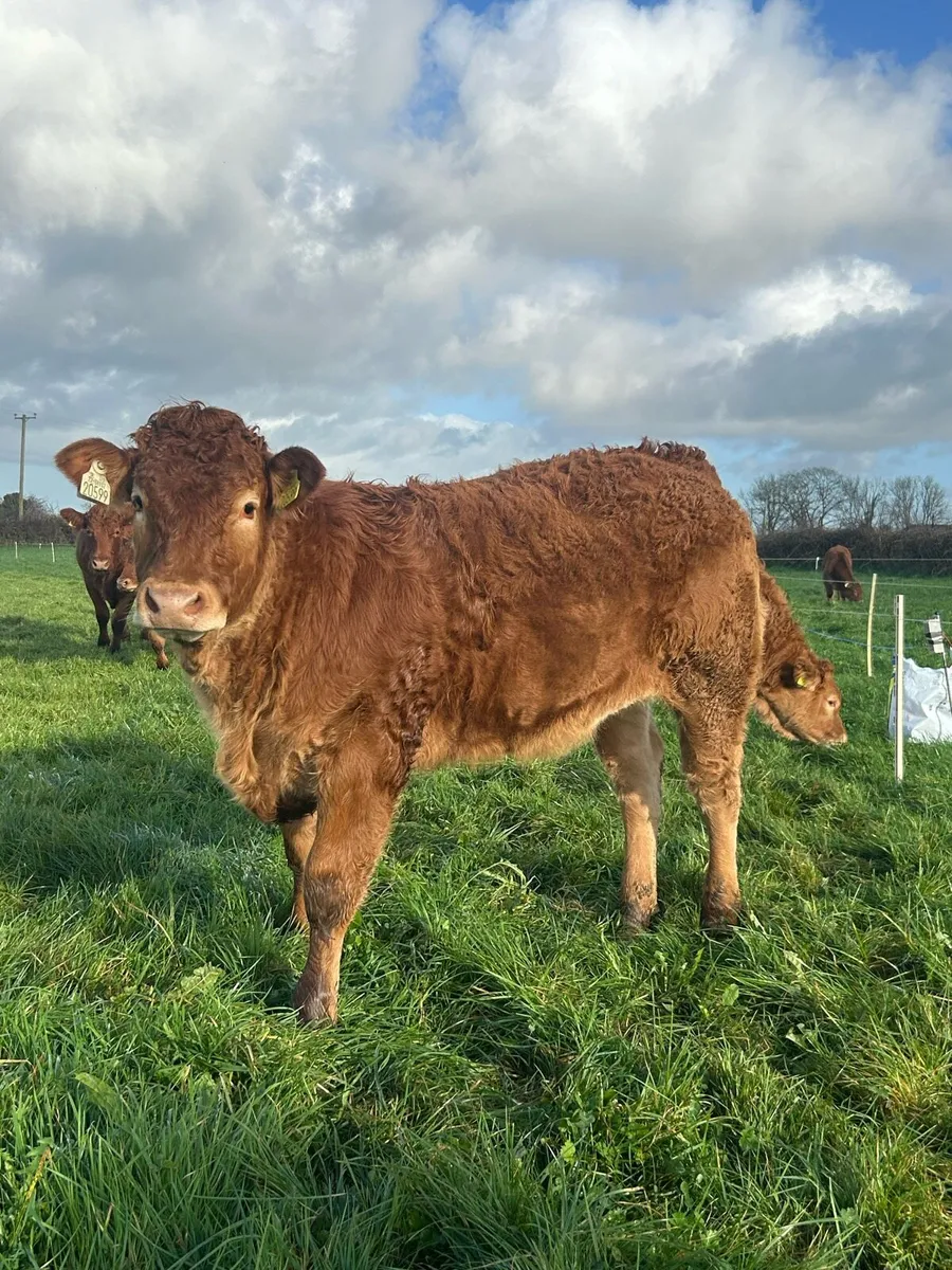 Lot 570-573 Limousin heifers for Gort Mart - Image 2