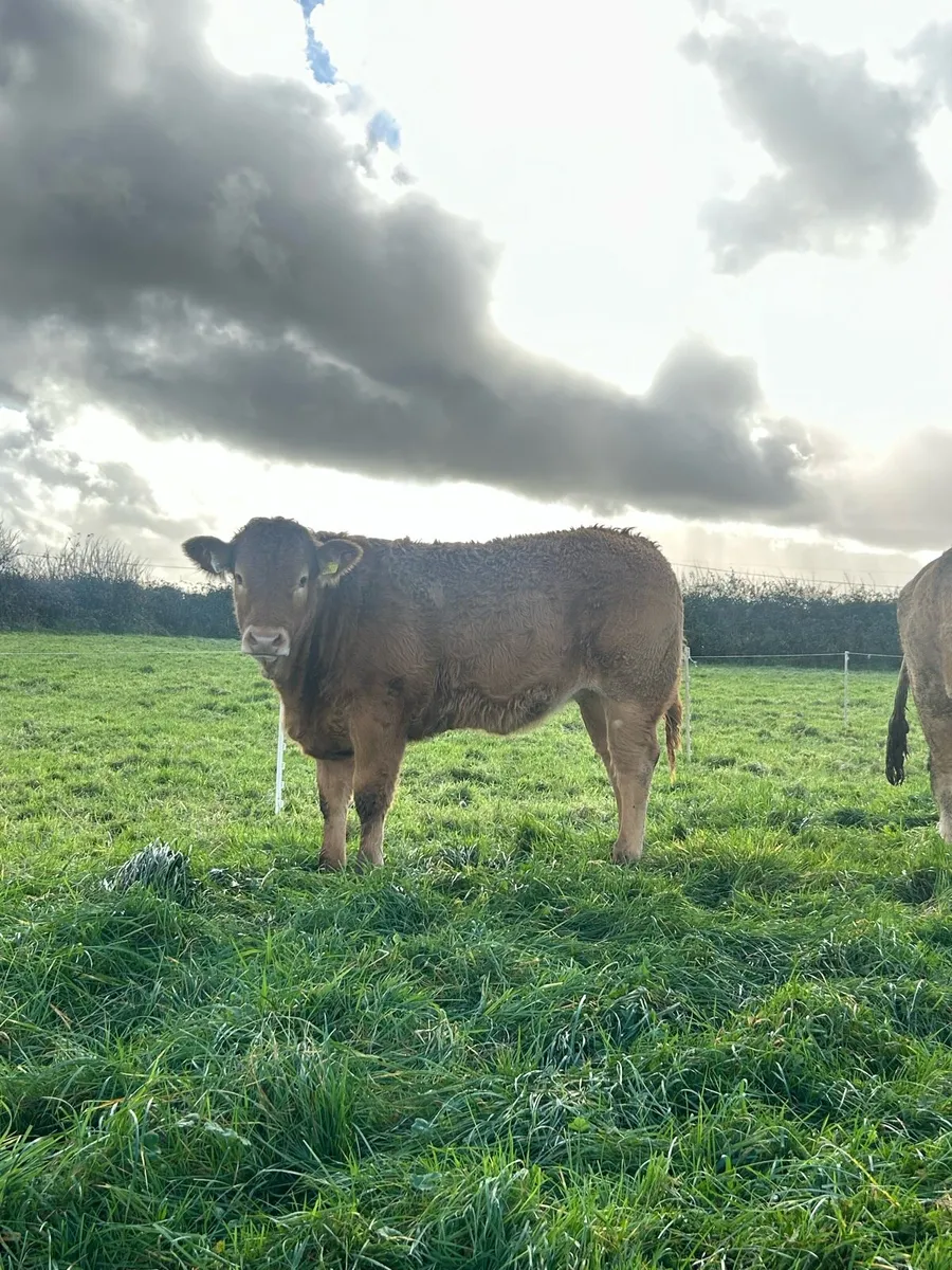 Lot 570-573 Limousin heifers for Gort Mart - Image 3