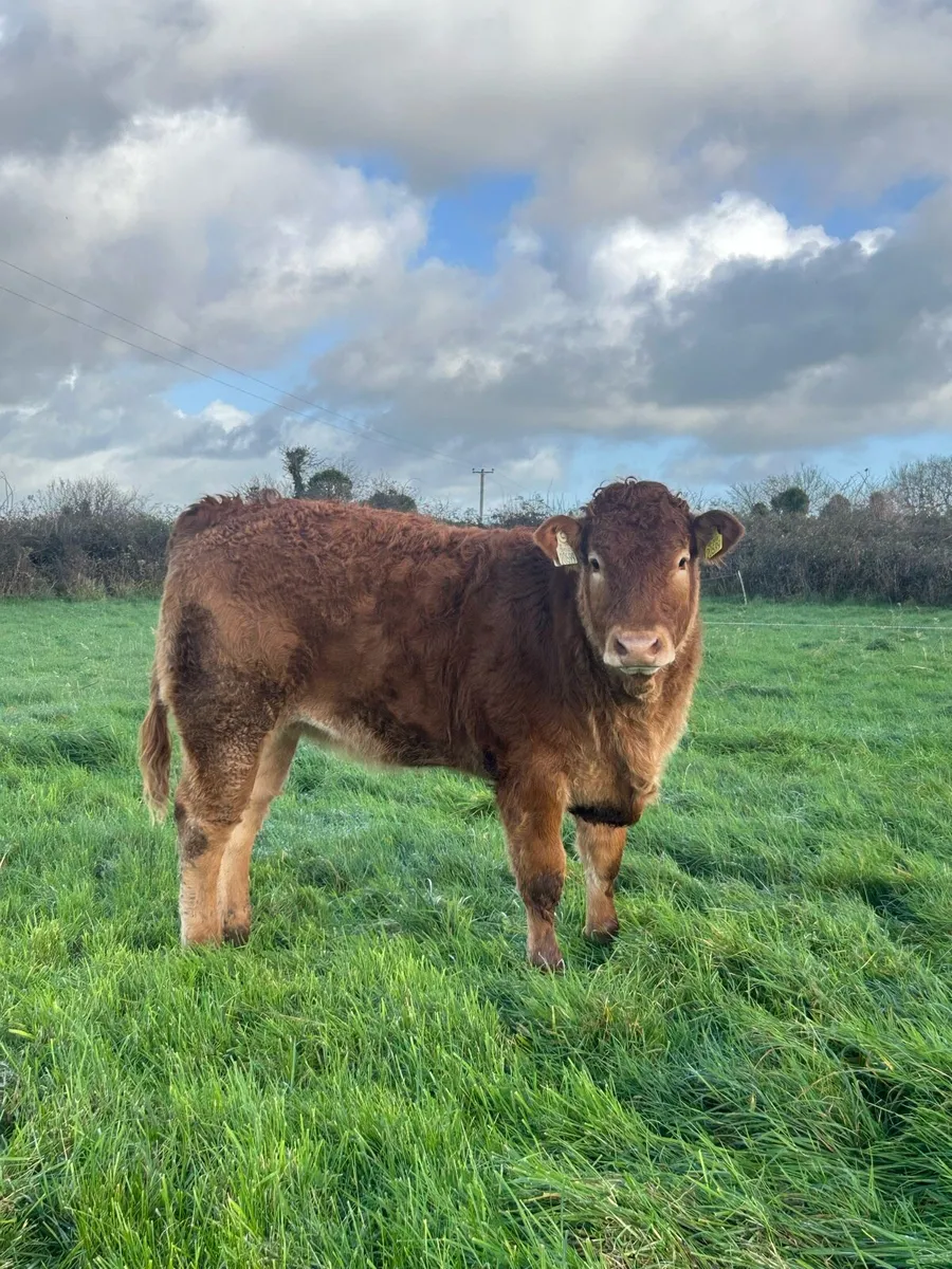 Lot 570-573 Limousin heifers for Gort Mart - Image 4
