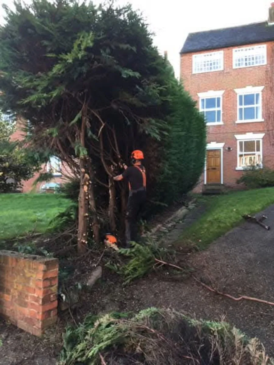 Are your trees getting too tall? Hedges out of con - Image 1