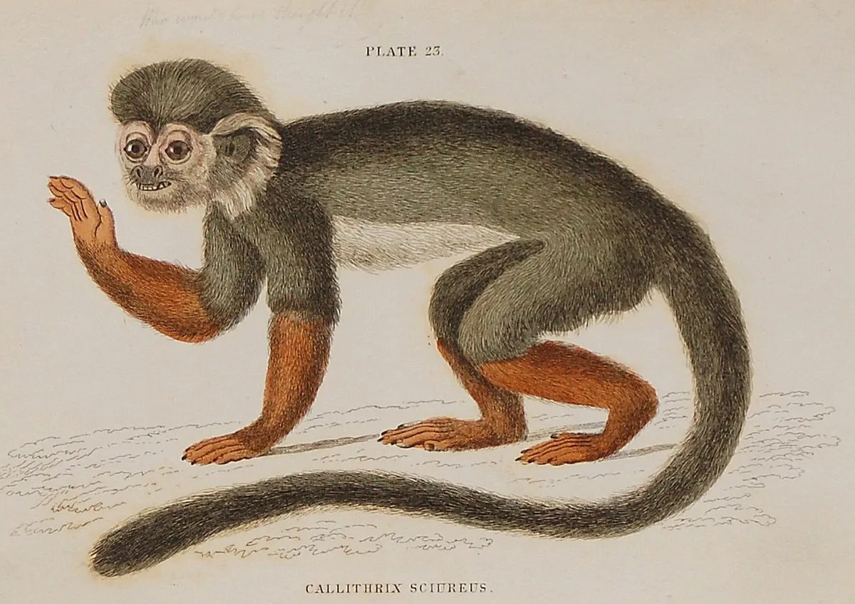 Saimirí or Squirrel Monkey William Jardine 1833 - Image 2