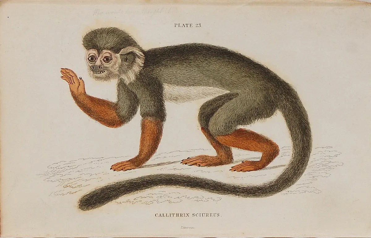 Saimiri or Squirrel Monkey Jardine Print 1833 - Image 1