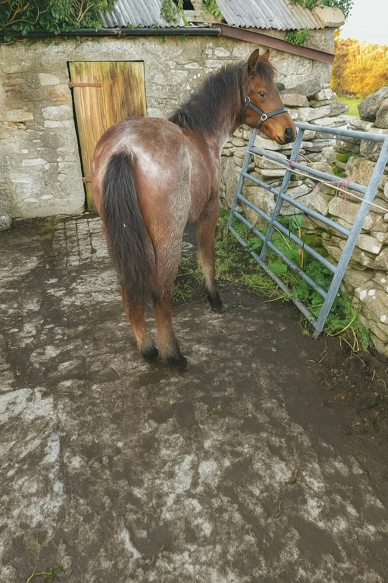 Connemara Colt Foal - Image 4