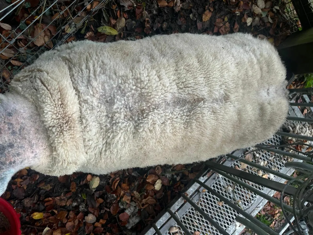 Beltex Ram PBR - Image 2