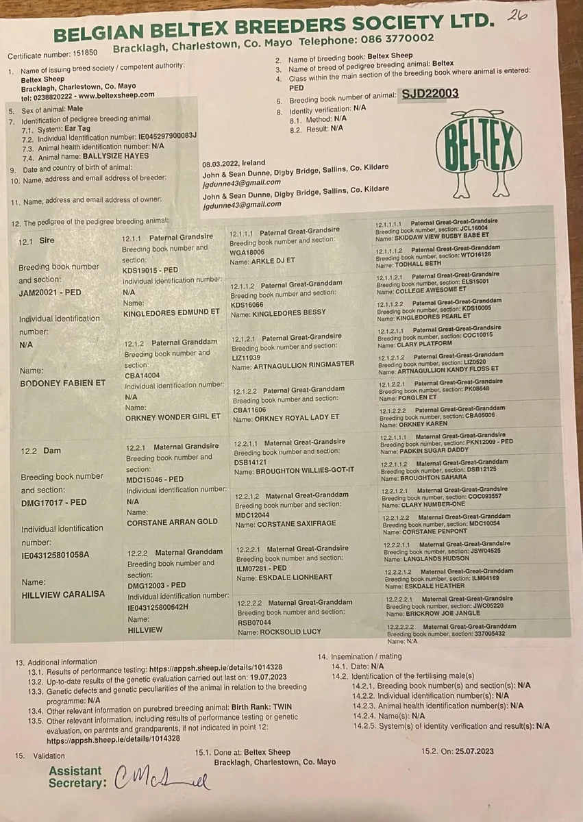 Beltex Ram PBR - Image 3