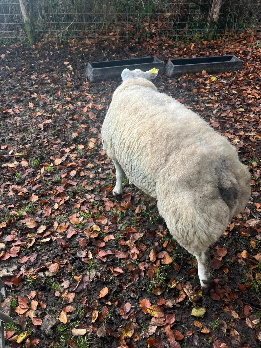 Beltex Ram PBR - Image 4