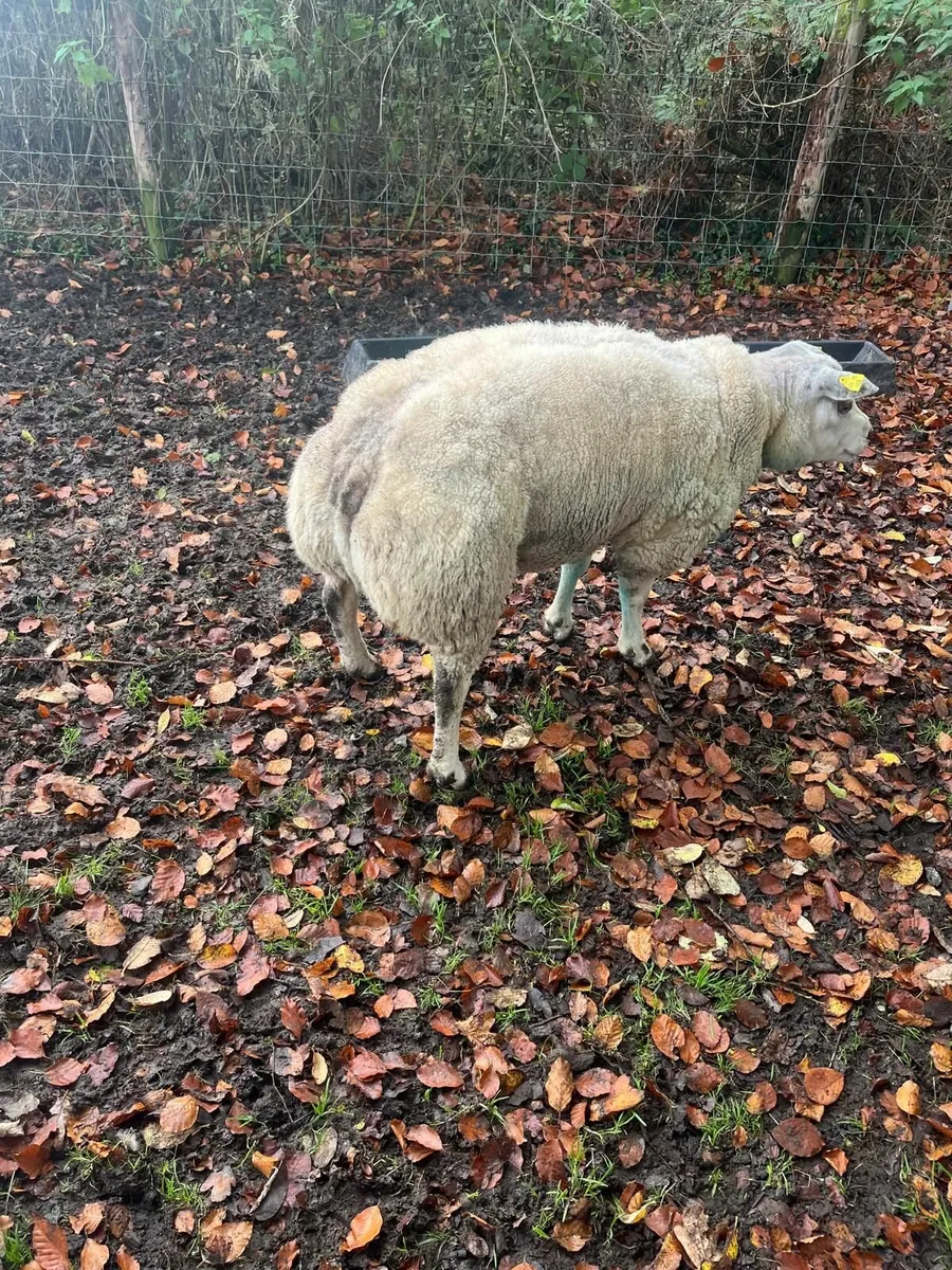 Beltex Ram PBR - Image 1