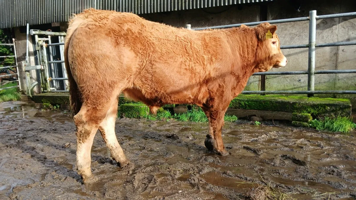 Super Quality 5 🌟 🌟 🌟 🌟 🌟  PBR Limousin Bull - Image 4