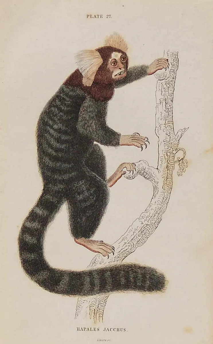 Striated Monkey or Common Marmoset Print 1833 - Image 1