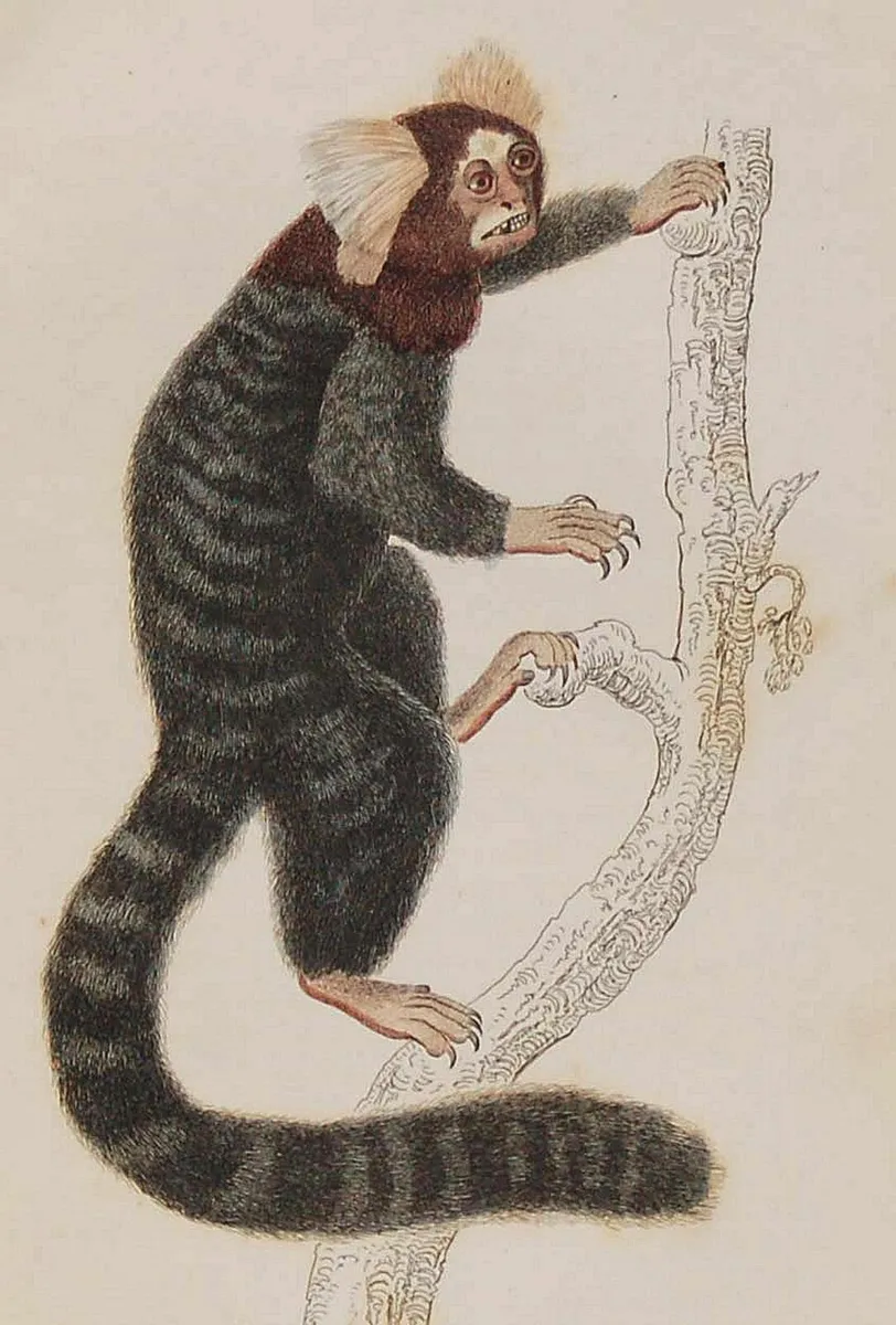 Striated Monkey or Common Marmoset Print 1833 - Image 2