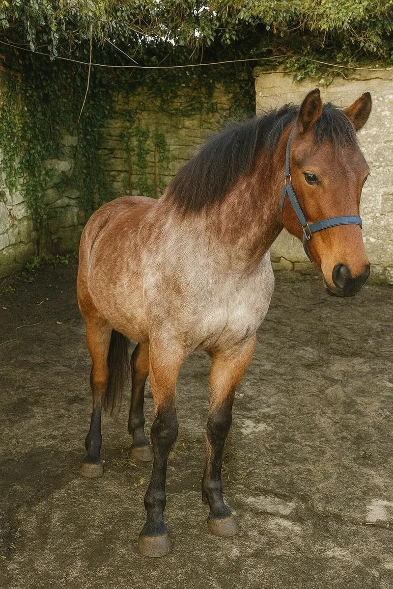 Connemara Colt Foal - Image 1