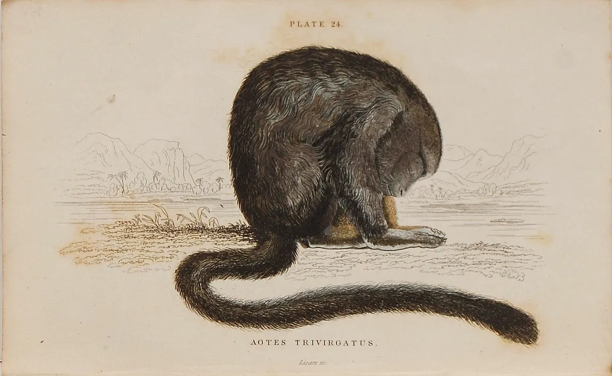 Douroucouli or Night Monkey Print Jardine 1833 - Image 2