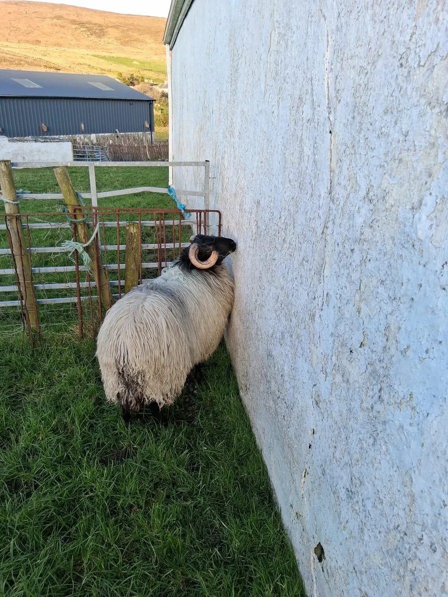 Blackface ram lamb - Image 3