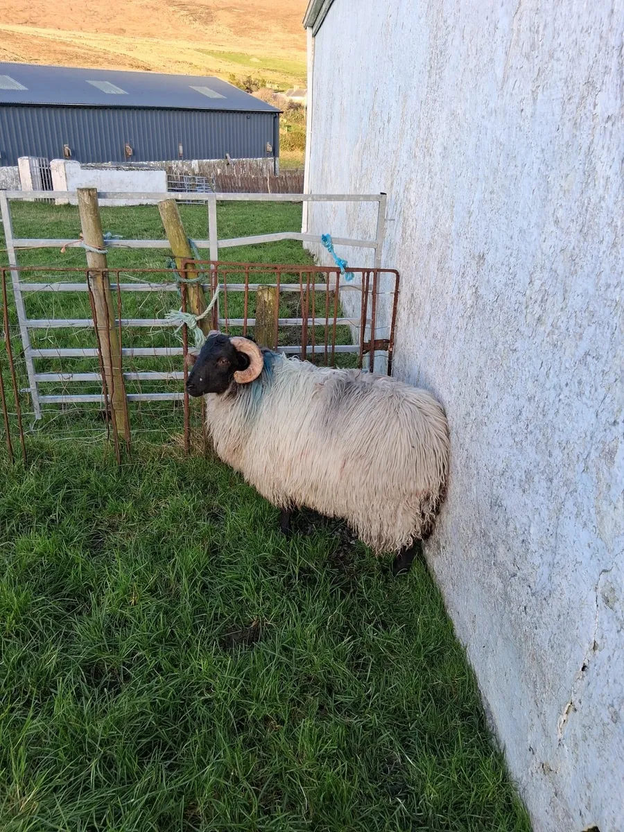 Blackface ram lamb - Image 2