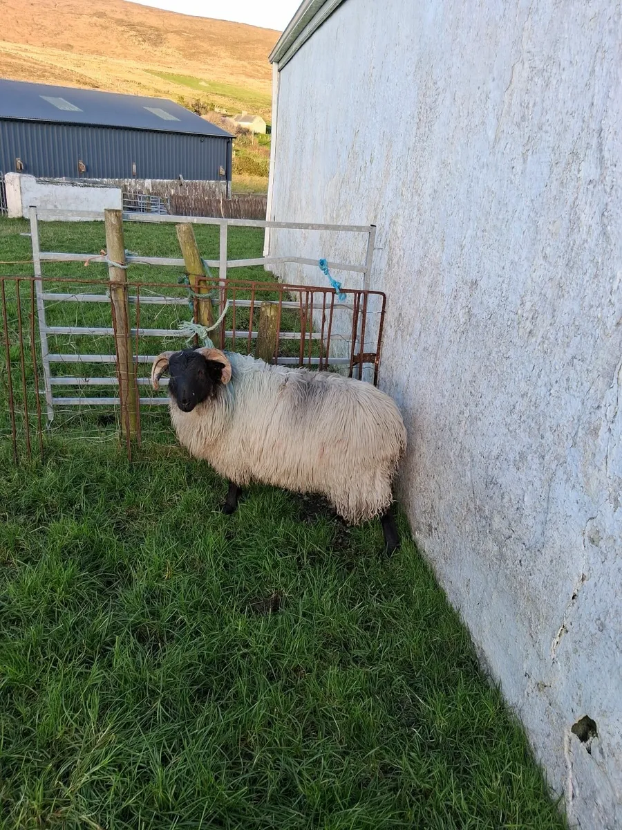 Blackface ram lamb - Image 4
