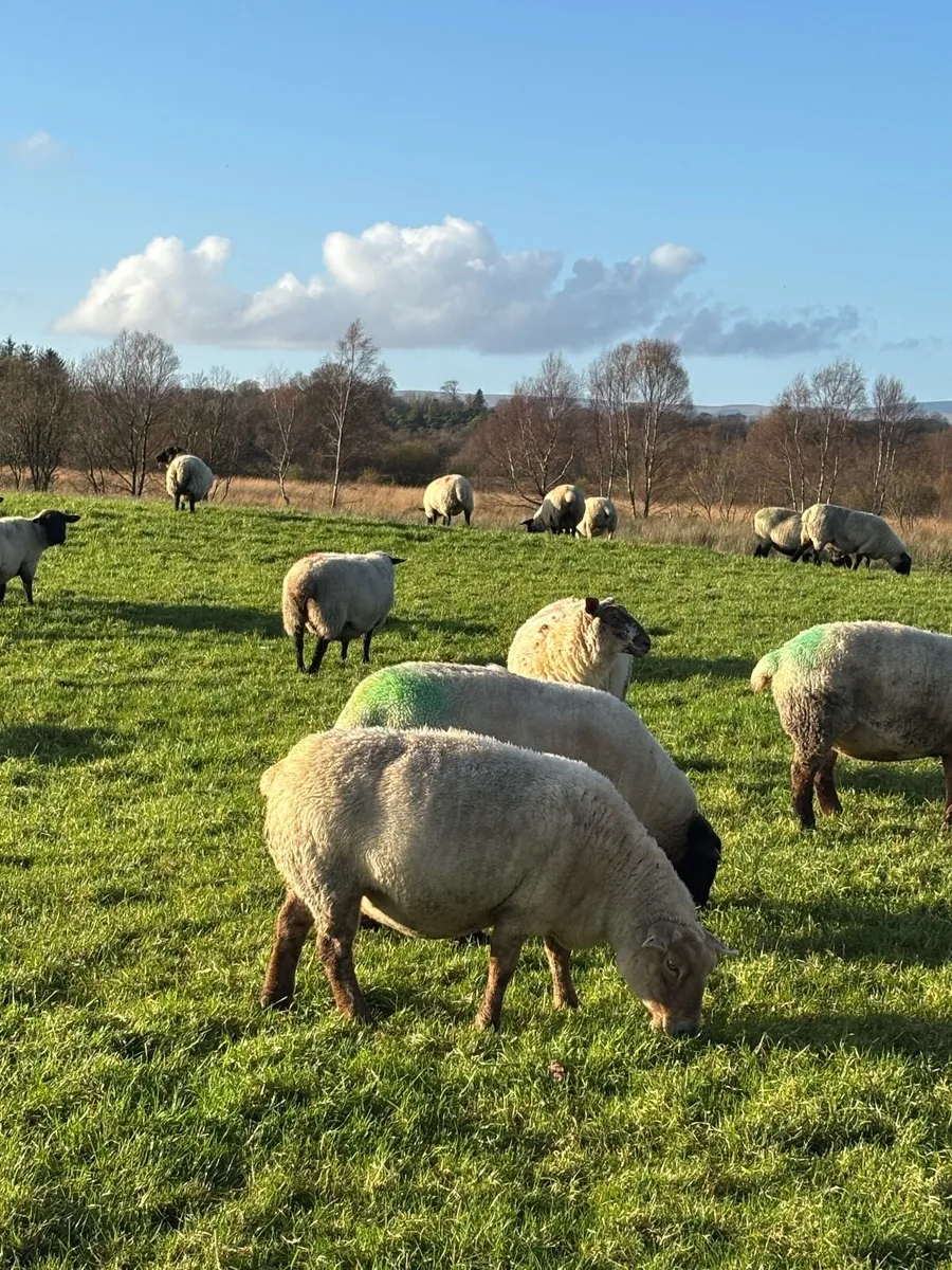 In Lamb Ewes - Image 1