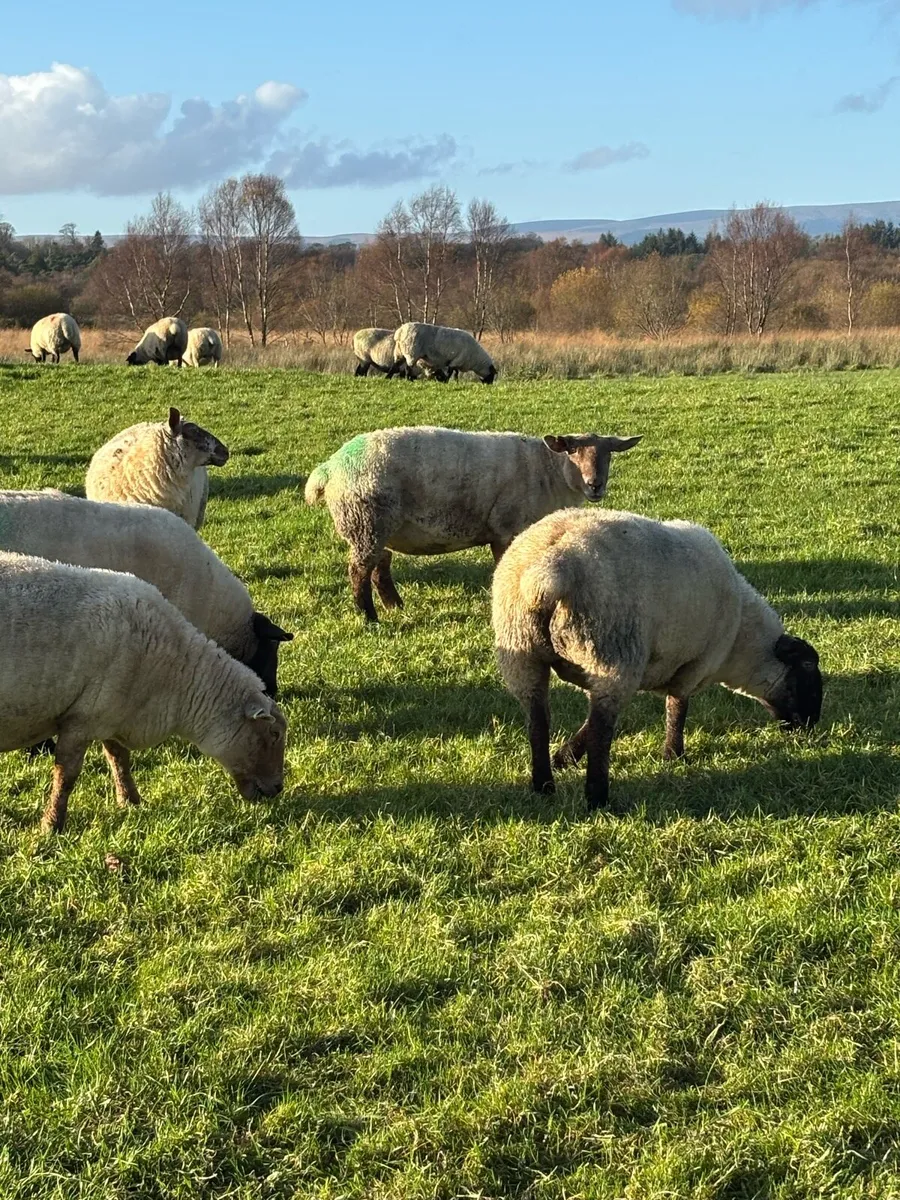 In Lamb Ewes - Image 2