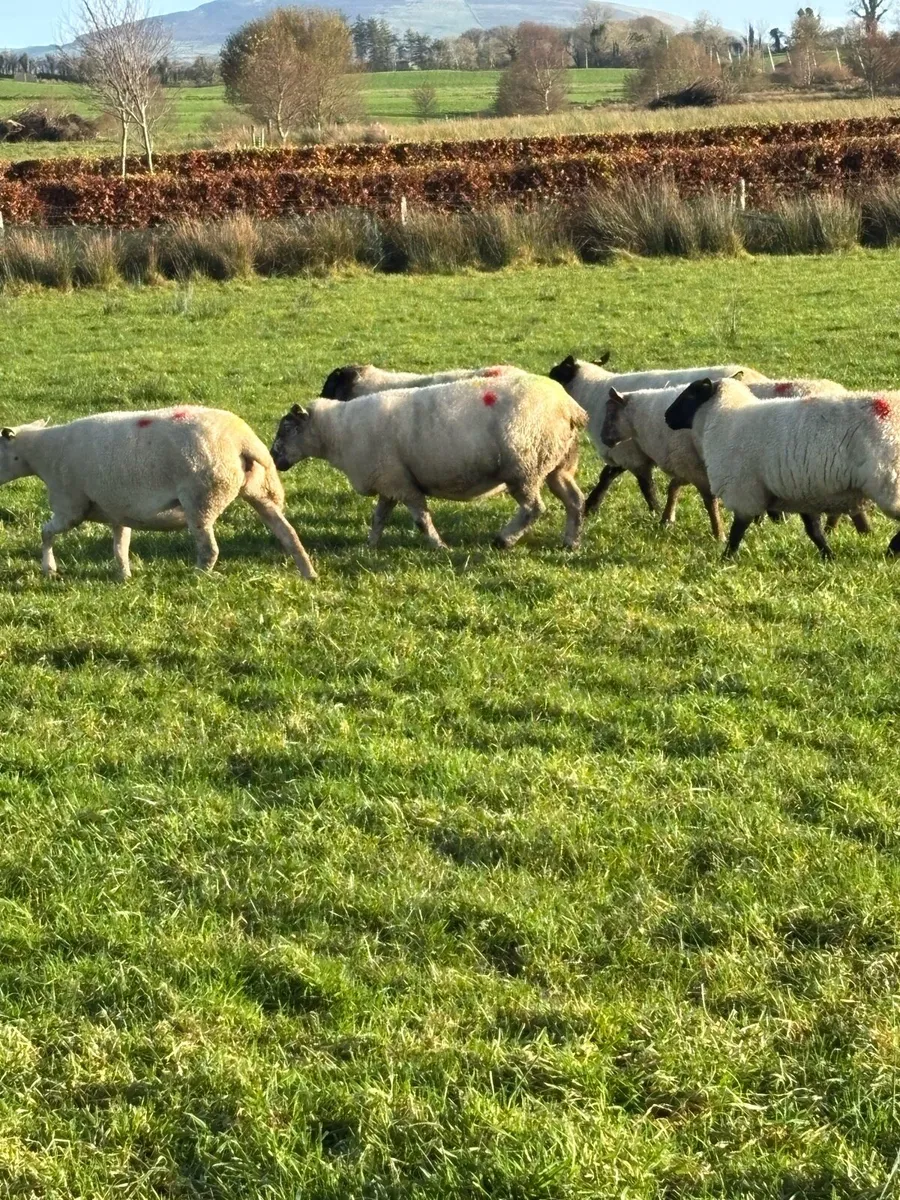 In Lamb Ewes - Image 3