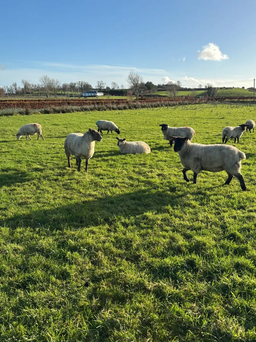 In Lamb Ewes - Image 4