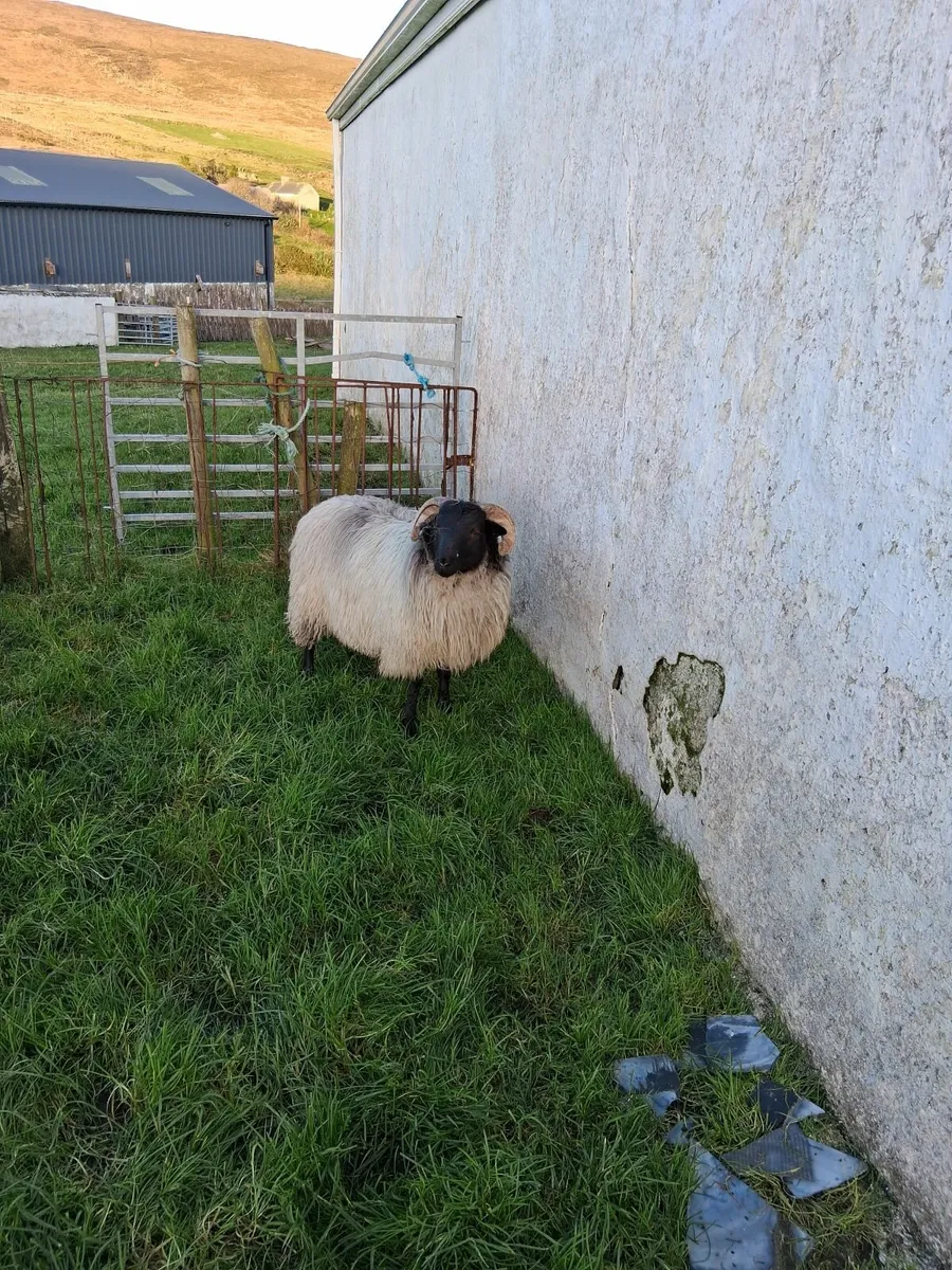 Blackface ram lamb - Image 1