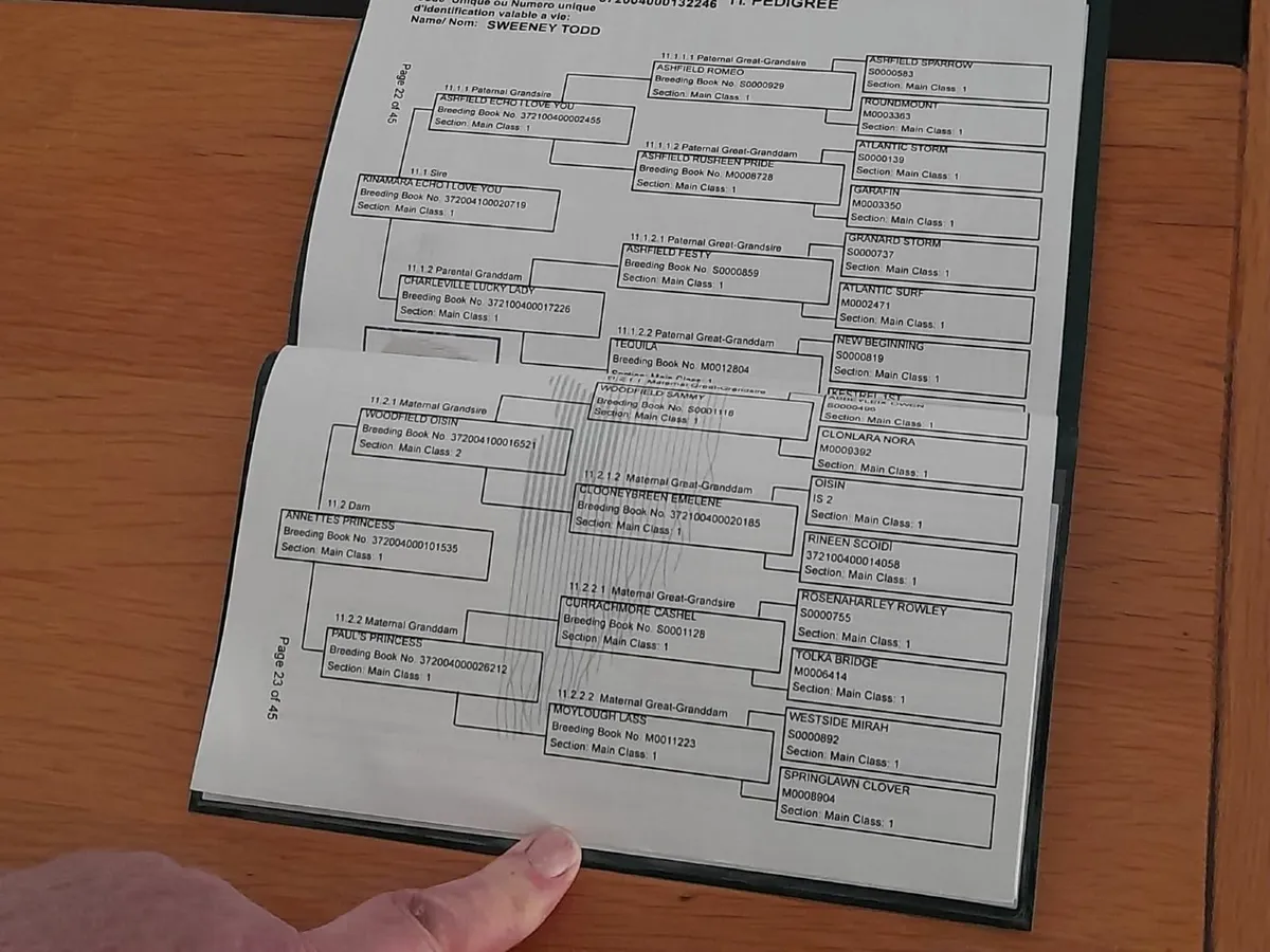 Connemara Colt Foal - Image 2