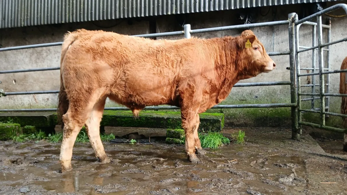 Super Quality 5 🌟 🌟 🌟 🌟 🌟  PBR Limousin Bull - Image 3