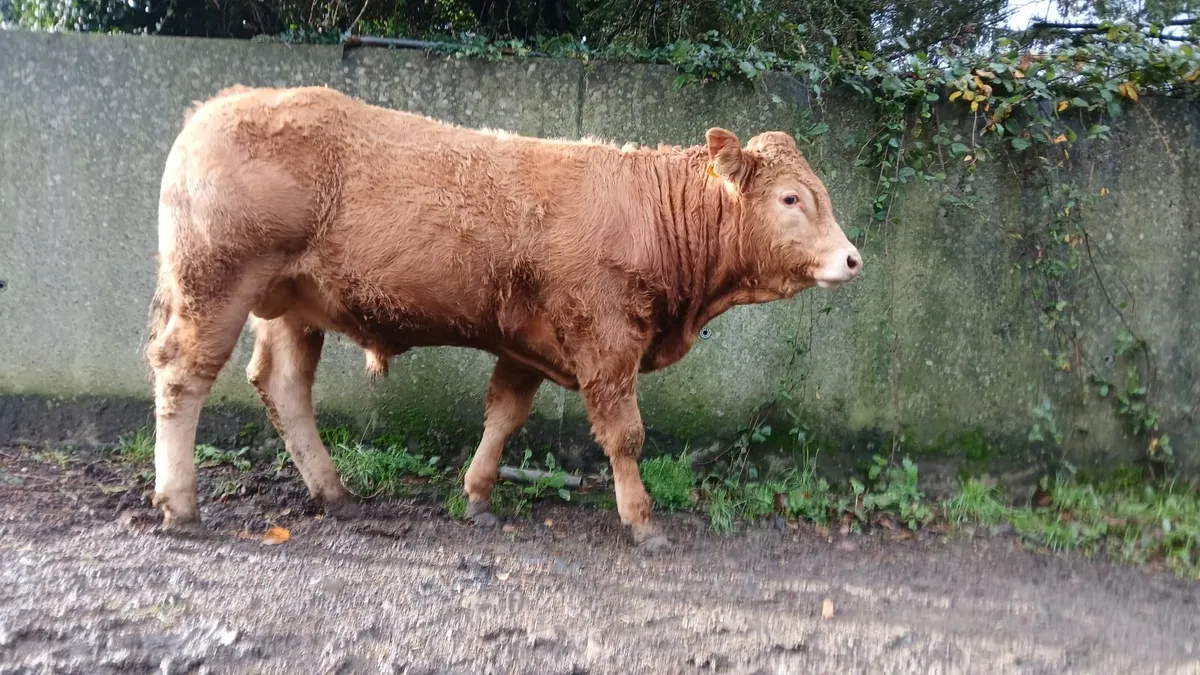 Super Quality 5 🌟 🌟 🌟 🌟 🌟  PBR Limousin Bull - Image 2