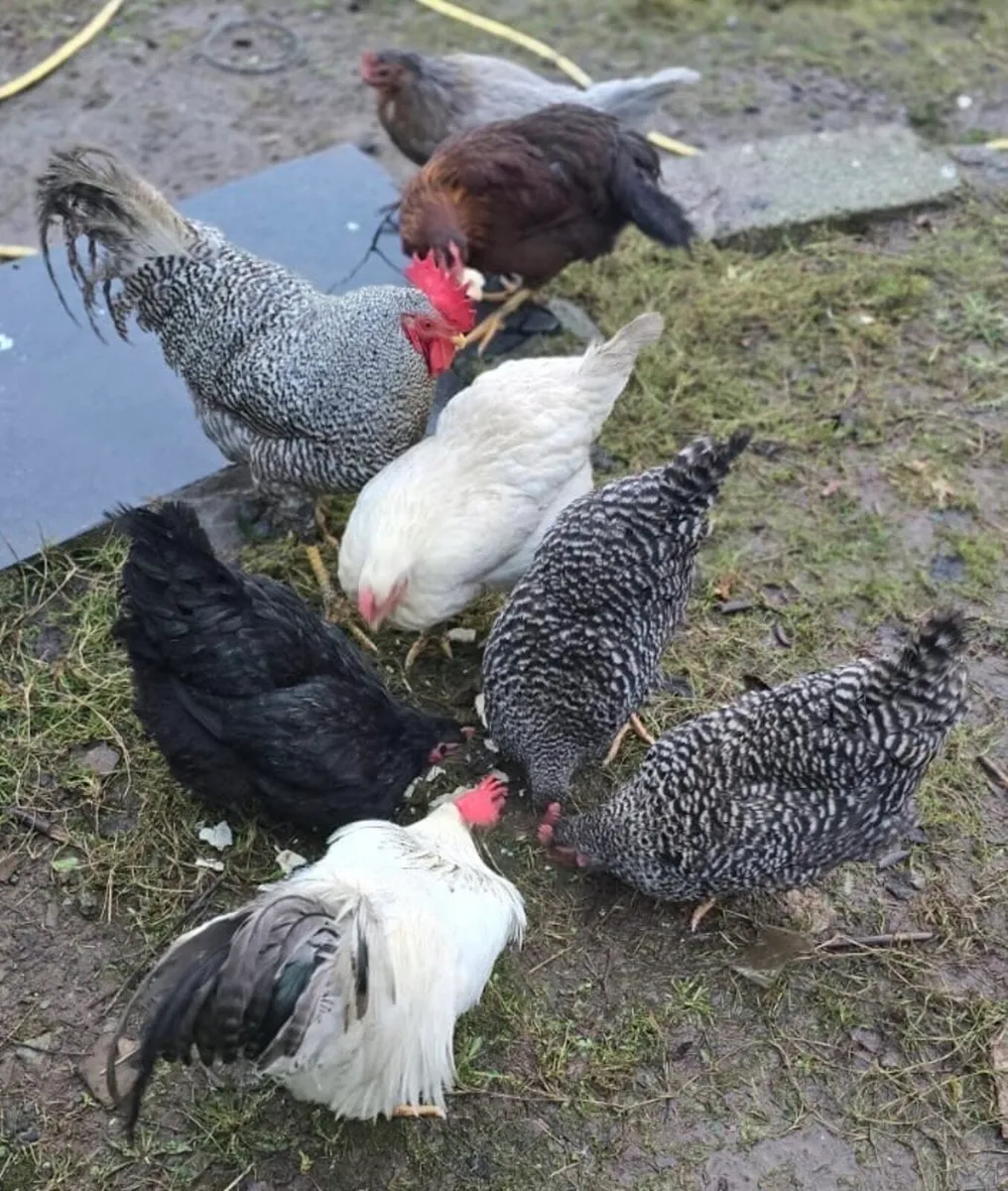 6 chickens and 2 Roosters