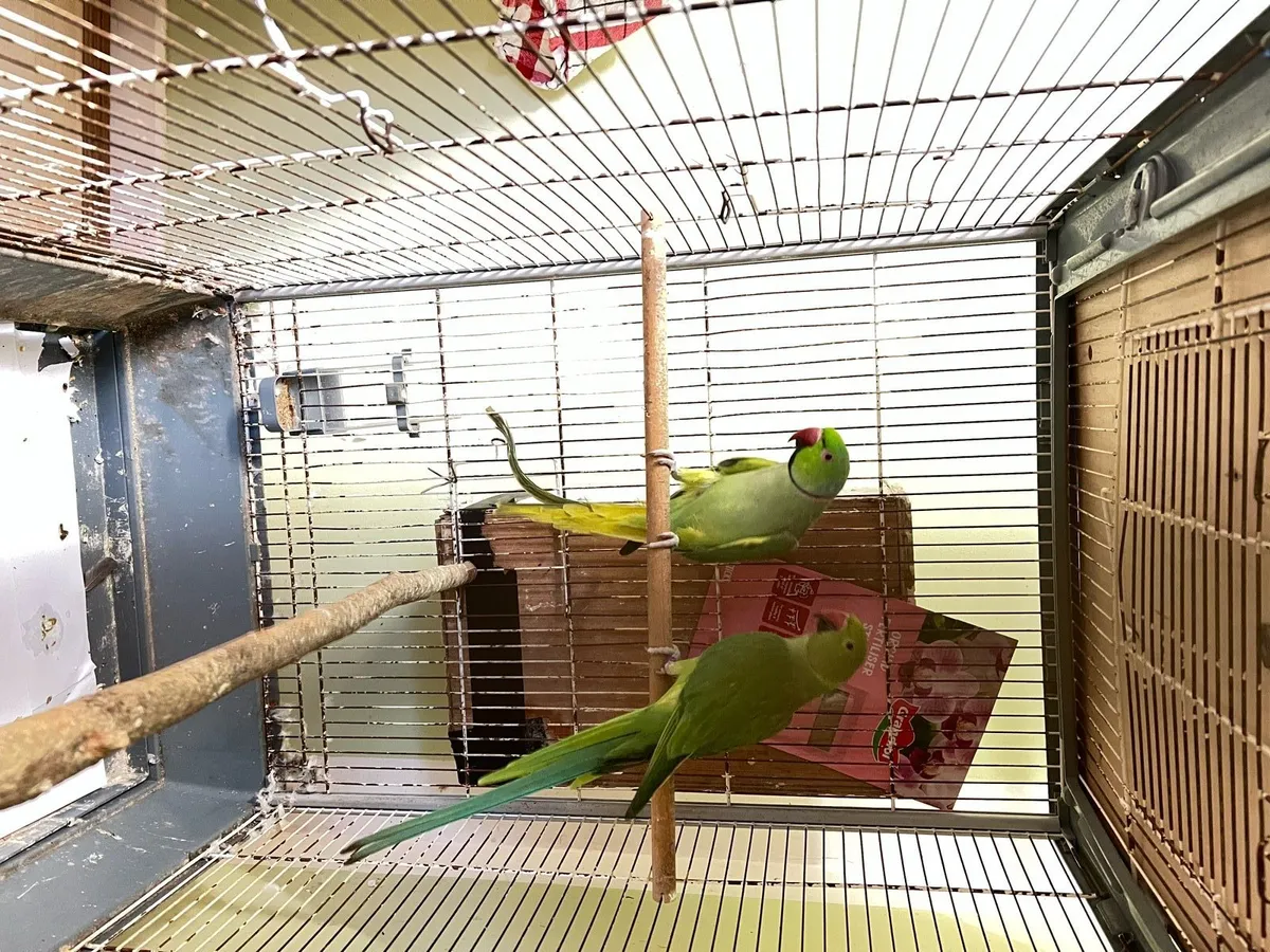 ringneck for sales - Image 1