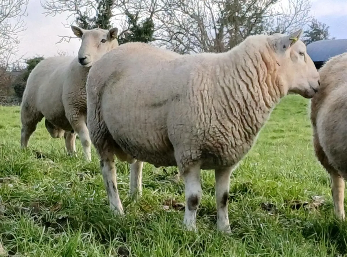 Hogget rams - Image 1