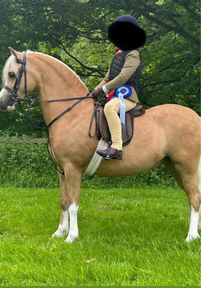 Competitive lead rein pony - Image 1