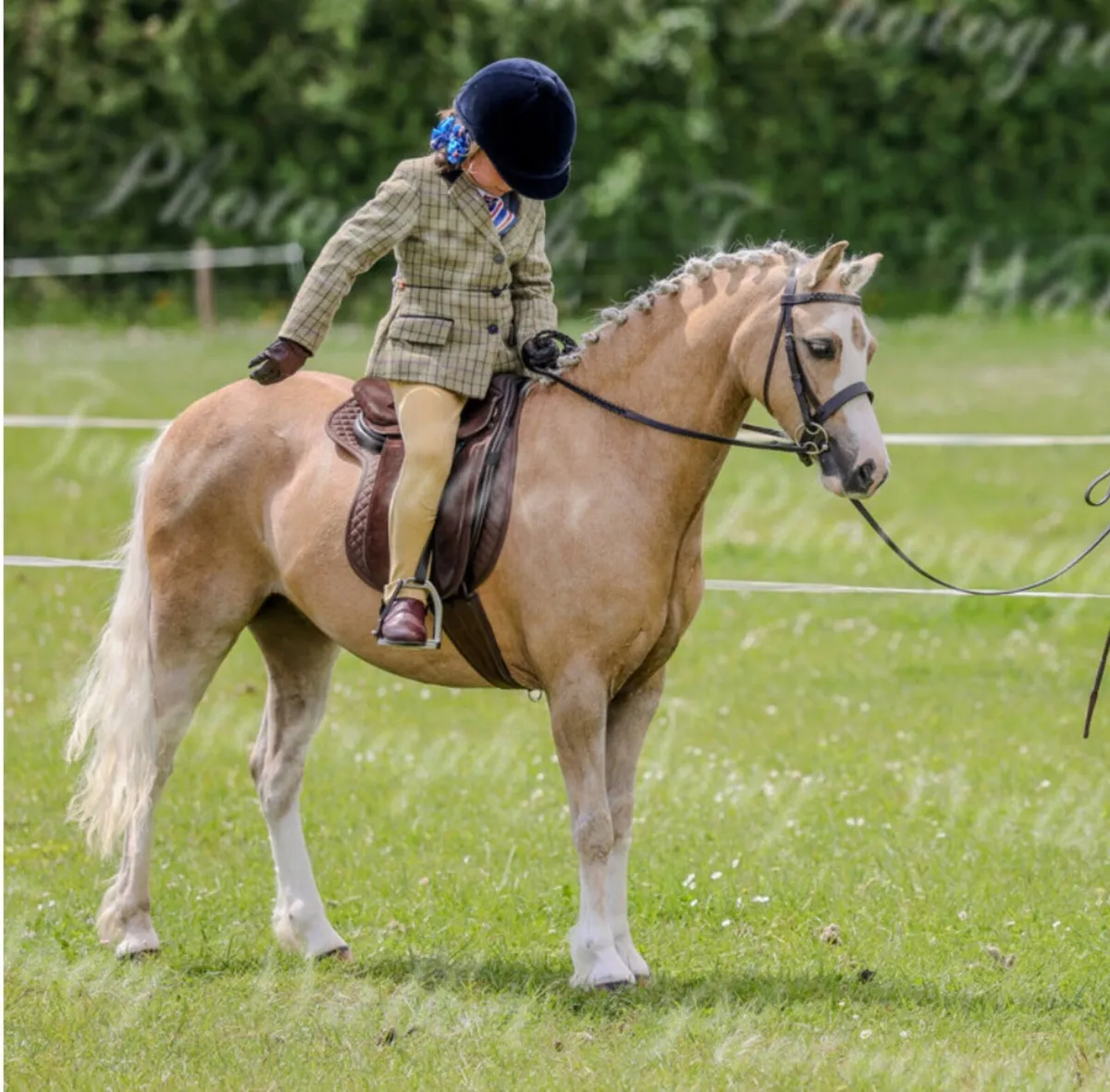 Competitive lead rein pony - Image 4