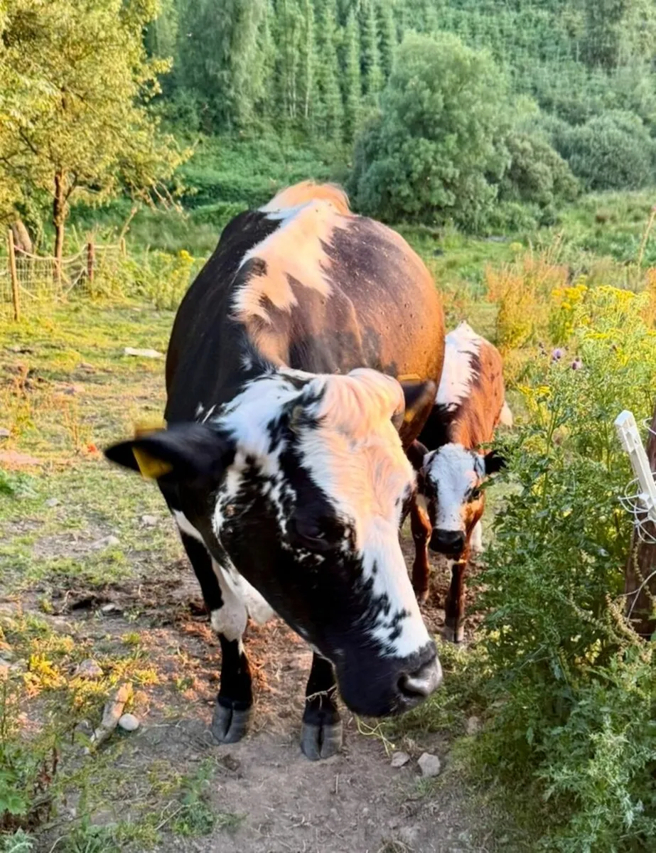 In-calf Droimeann Cow - Dungarvan Mart this Monday - Image 2