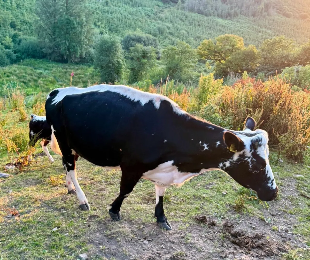 In-calf Droimeann Cow - Dungarvan Mart this Monday - Image 1