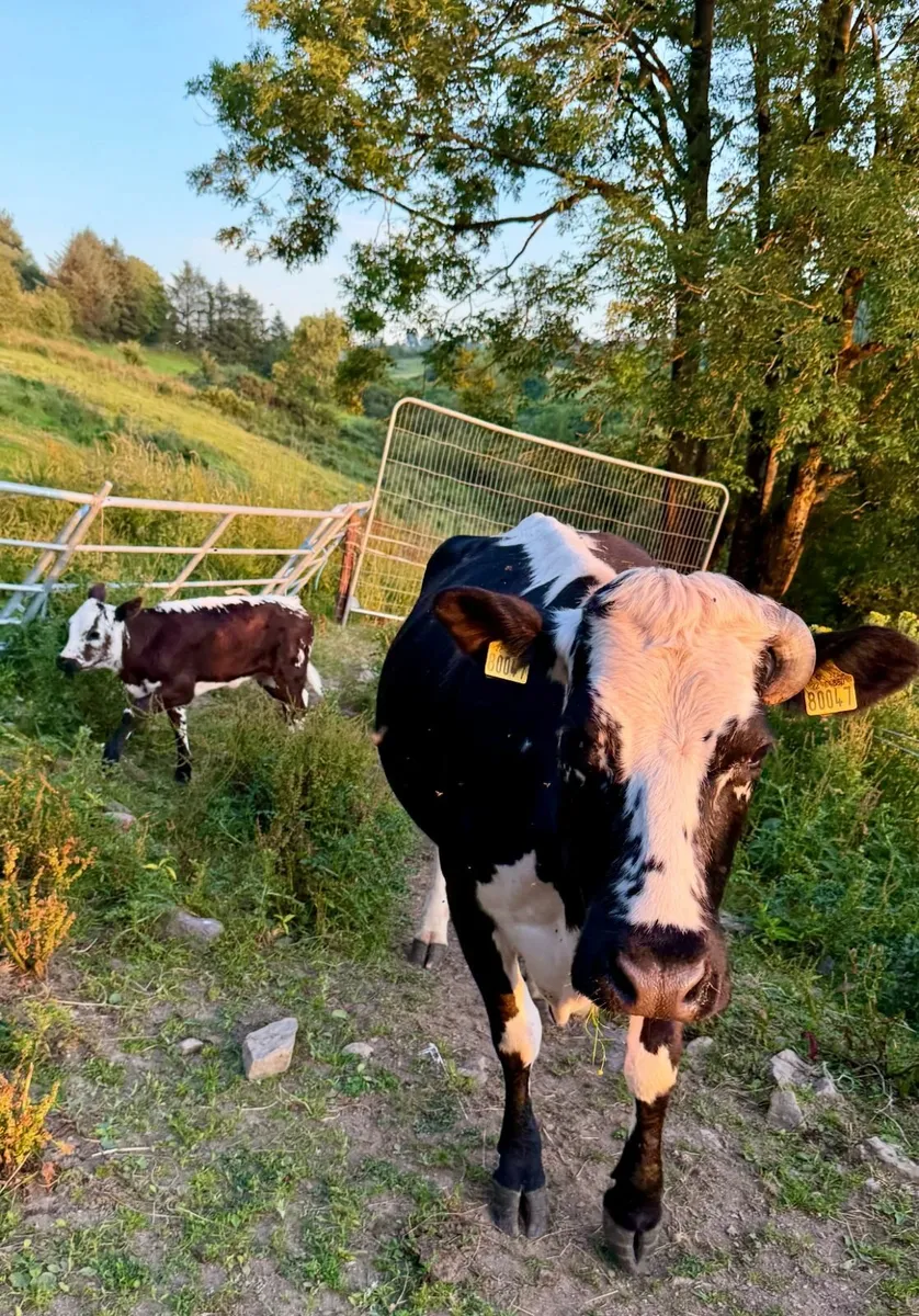 In-calf Droimeann Cow - Dungarvan Mart this Monday - Image 3
