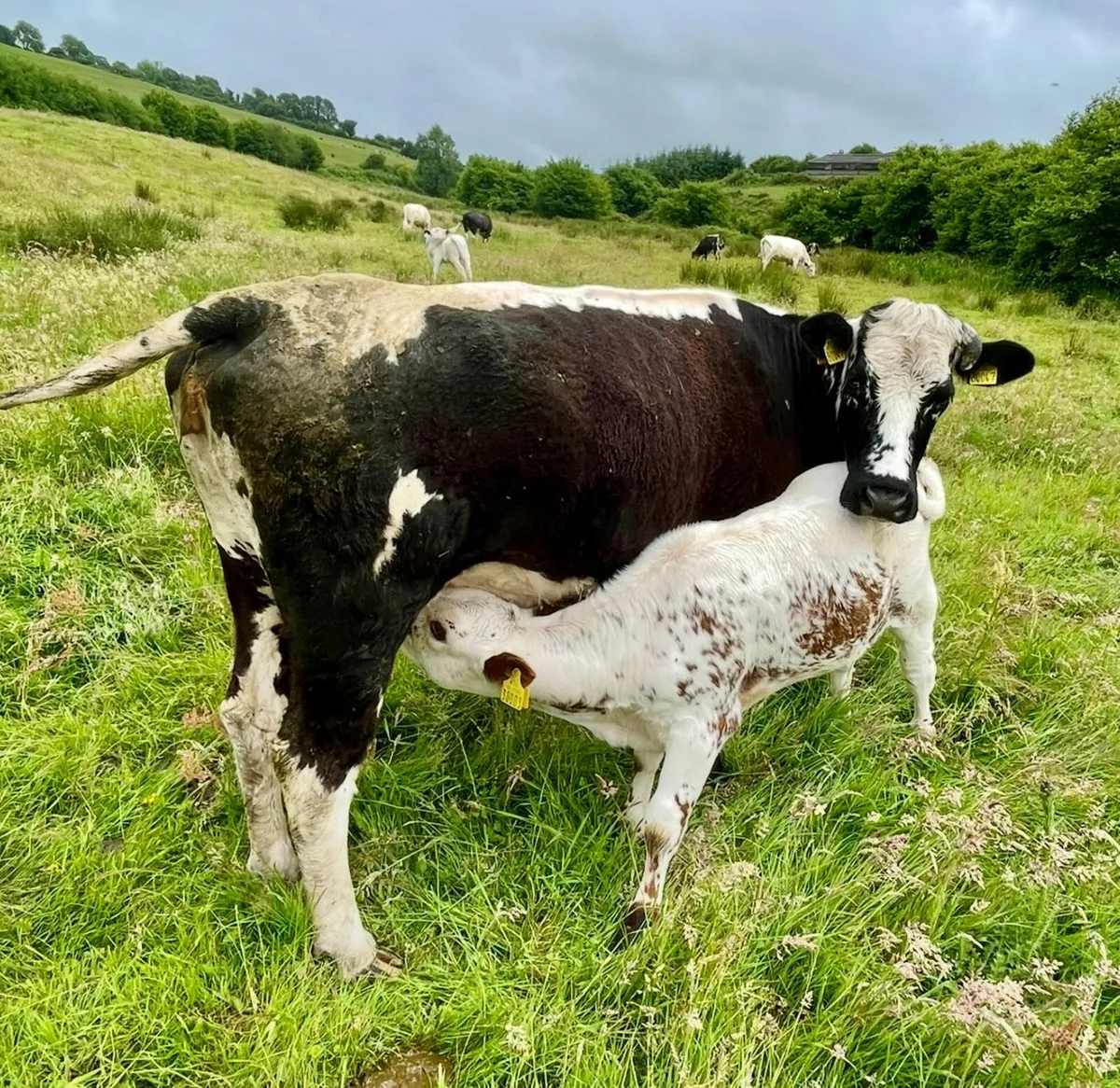 In-calf Droimeann Cow - Dungarvan Mart this Monday - Image 4