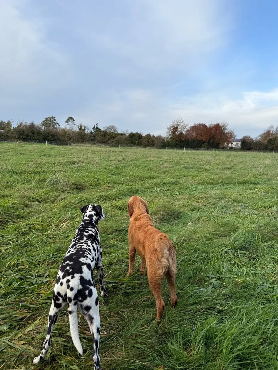 Knightfield Dog Sitting - Image 2