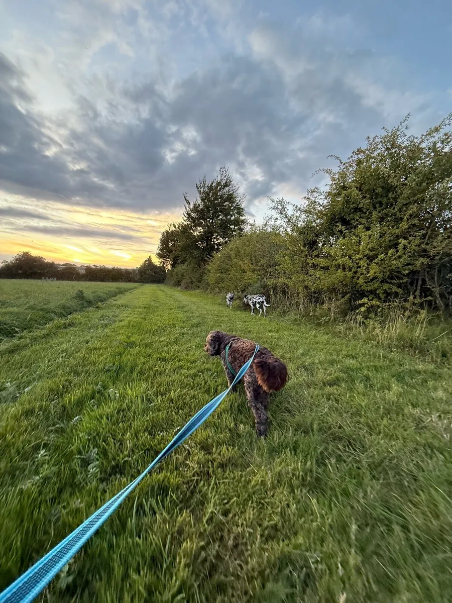 Knightfield Dog Sitting - Image 4