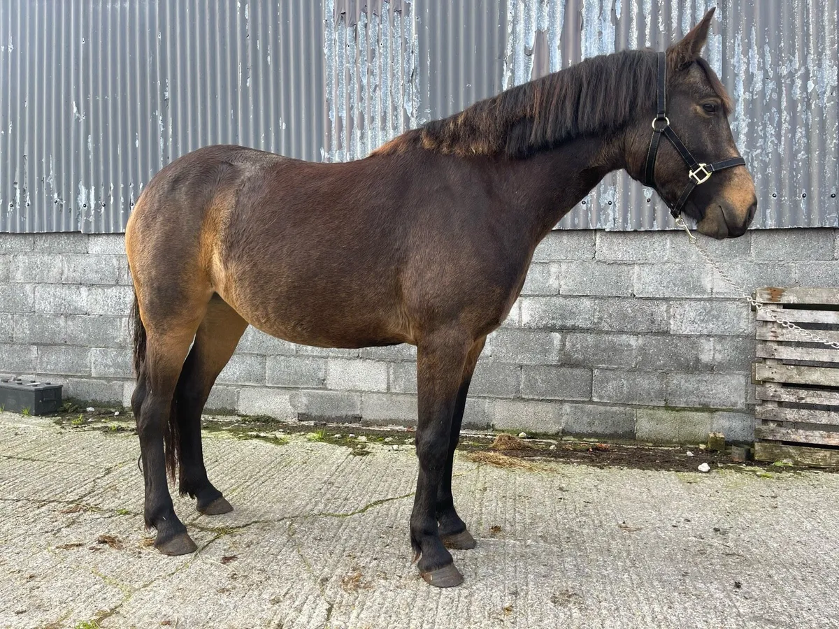 Pony Chocolate Dun filly - Image 4