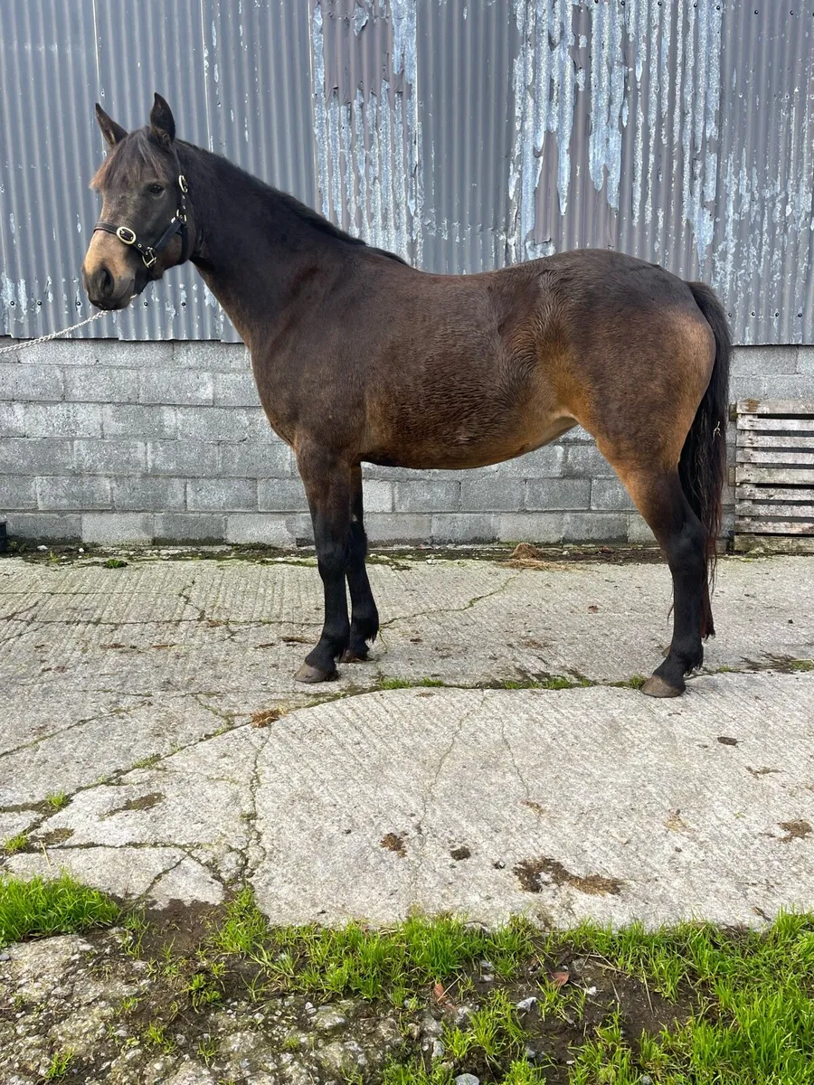 Pony Chocolate Dun filly - Image 1