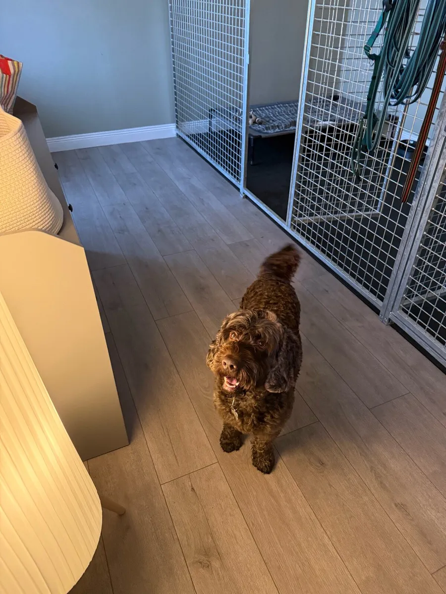 Knightfield Dog Sitting - Image 3