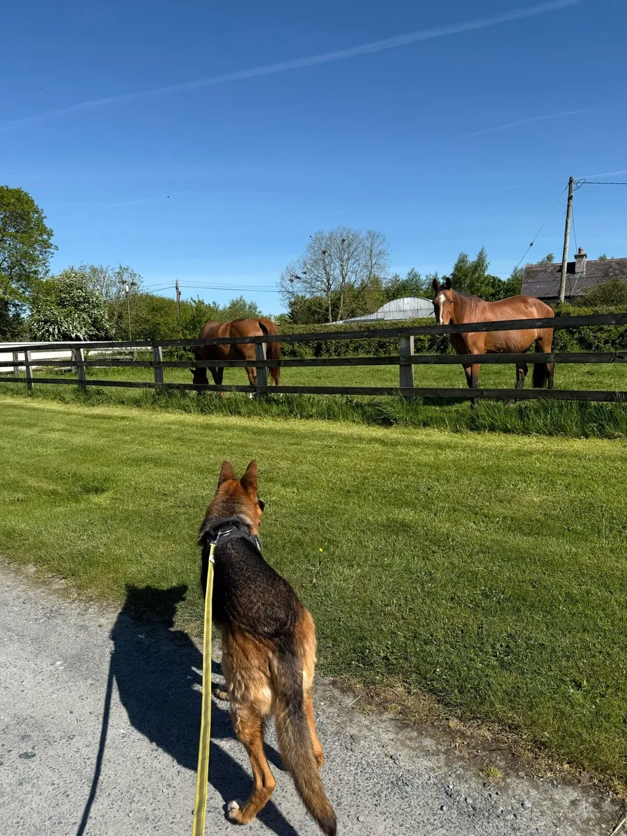 Knightfield Dog Sitting - Image 4