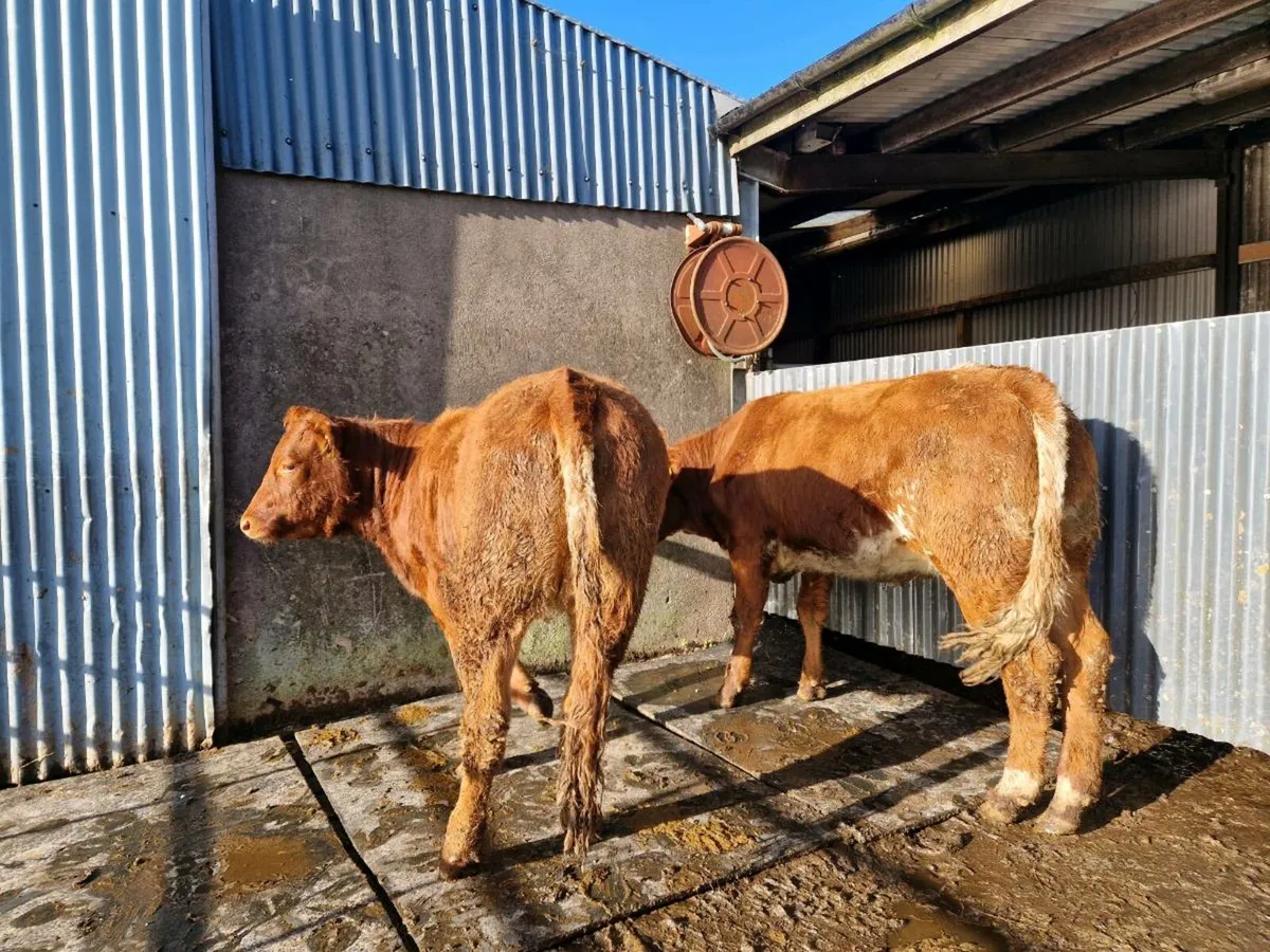 Roan Breeding Heifer - Image 1