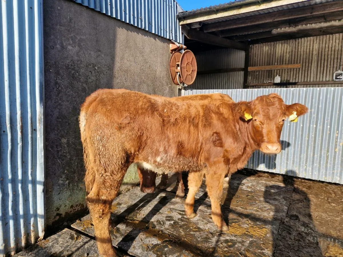 Roan Breeding Heifer - Image 3