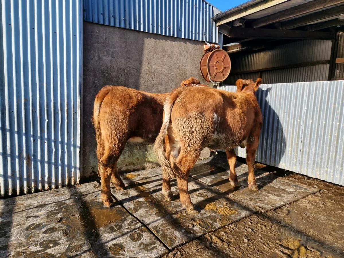 Roan Breeding Heifer - Image 4