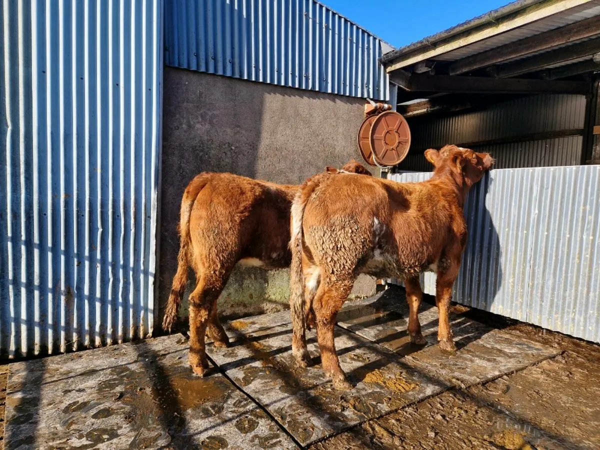 Roan Breeding Heifer - Image 2