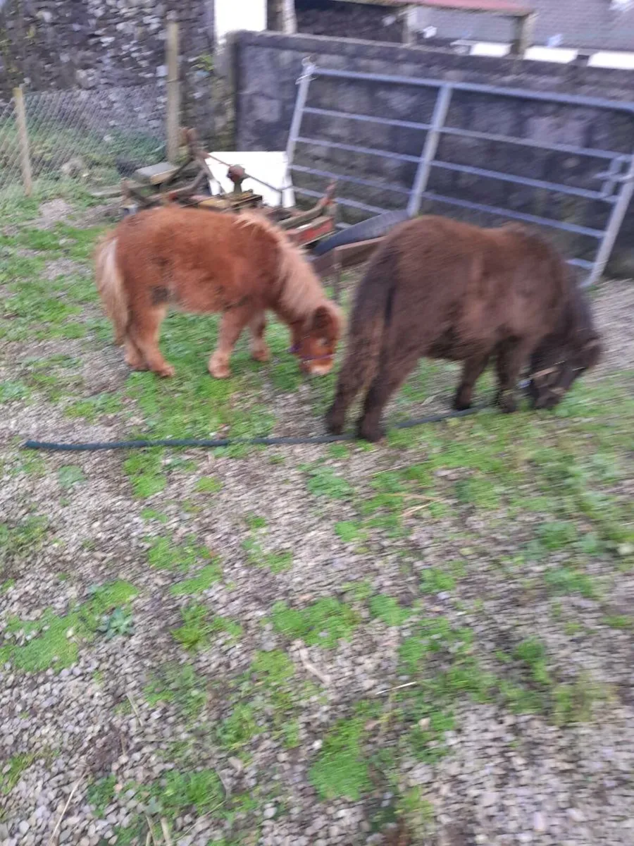 Miniatures - Image 3