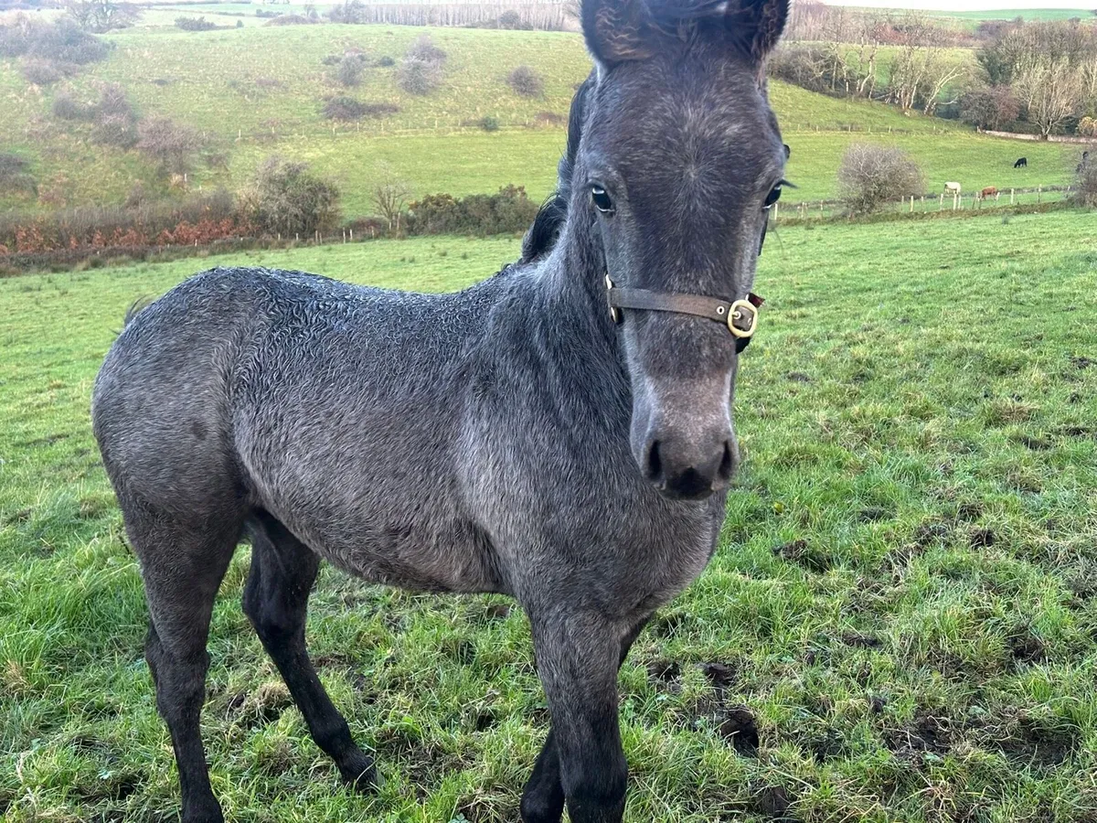 Colt foal - Image 2